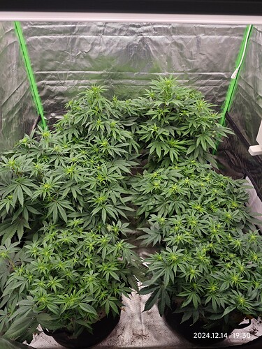 Growreport Bild 28