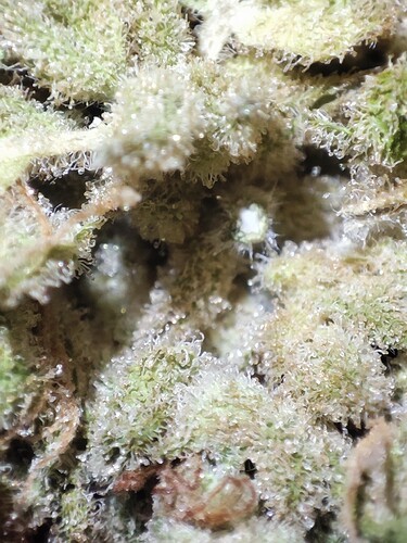 Growreport Bild 20