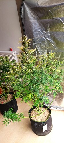 Growreport Bild 14