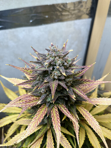 Growreport Bild 4