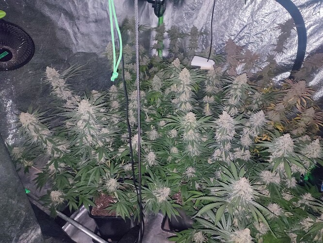 Growreport Bild 52