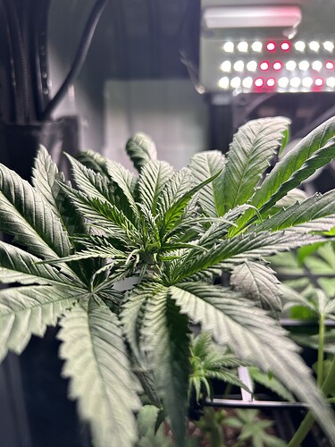 Growreport Bild 5