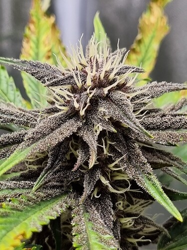 Growreport Bild 7