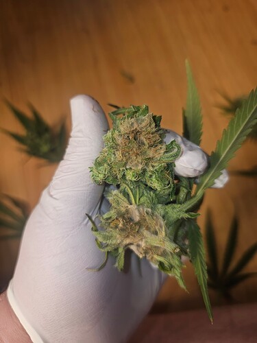 Growreport Bild 40