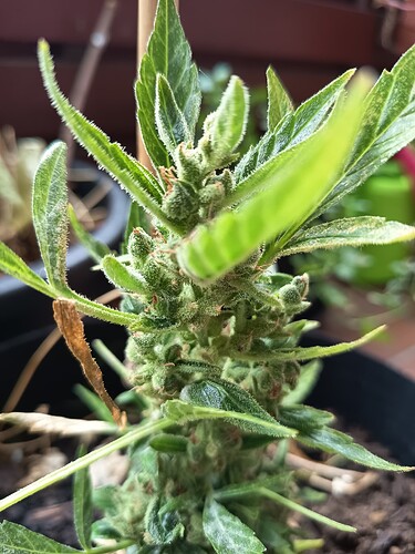 Growreport Bild 5