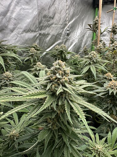 Growreport Bild 17