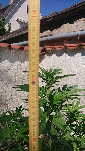 BB 1,82m