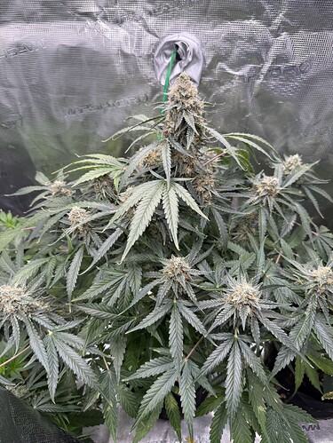 Growreport Bild 21