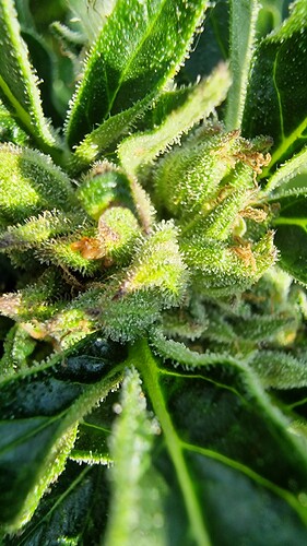Growreport Bild 34