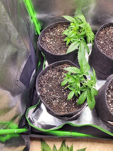 Growreport Bild 5