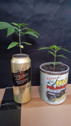 Growreport Bild 7