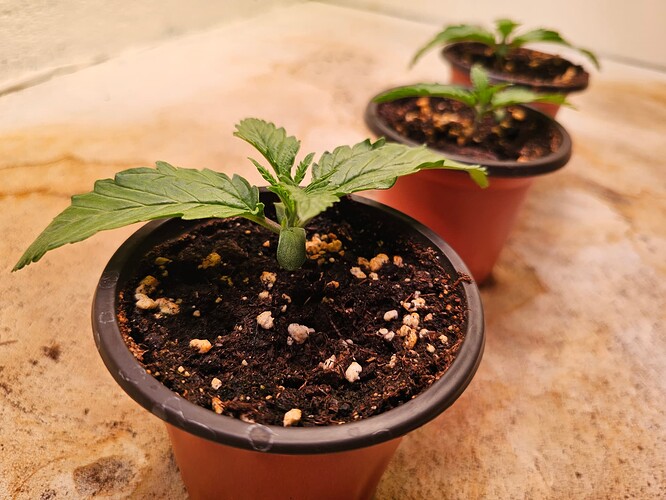 Growreport Bild 6