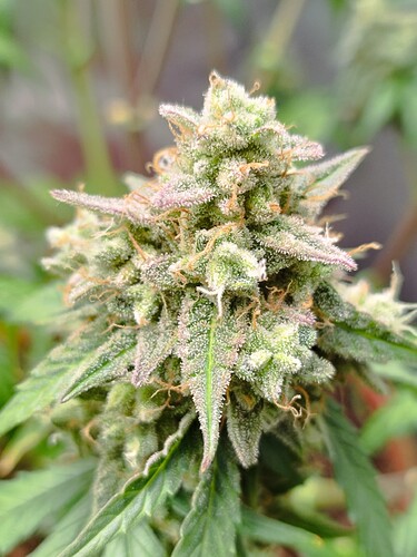 Nahaufnahme einer reifen Cannabis-Blüte mit vielen Trichomen und einigen violetten Stempeln.