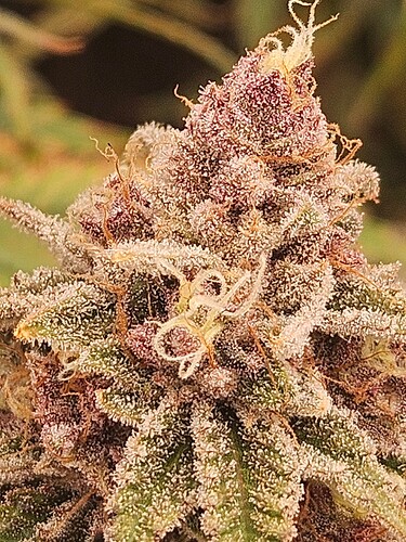Growreport Bild 5