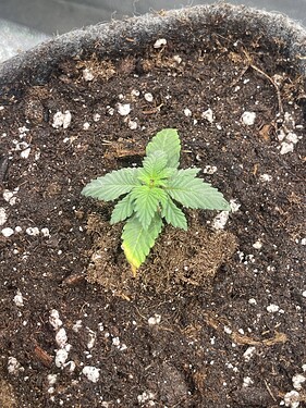 Growreport Bild 11