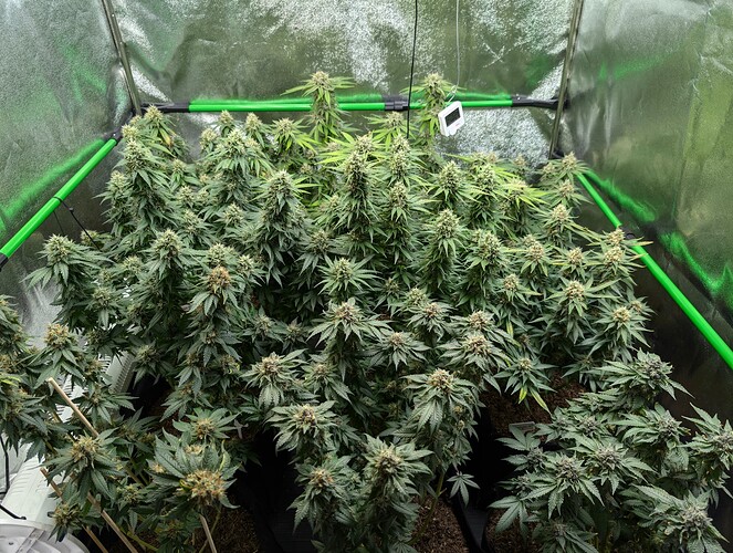 Growreport Bild 7