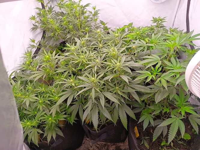Growreport Bild 1