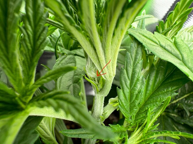 Growreport Bild 6
