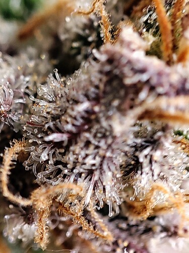 Growreport Bild 112