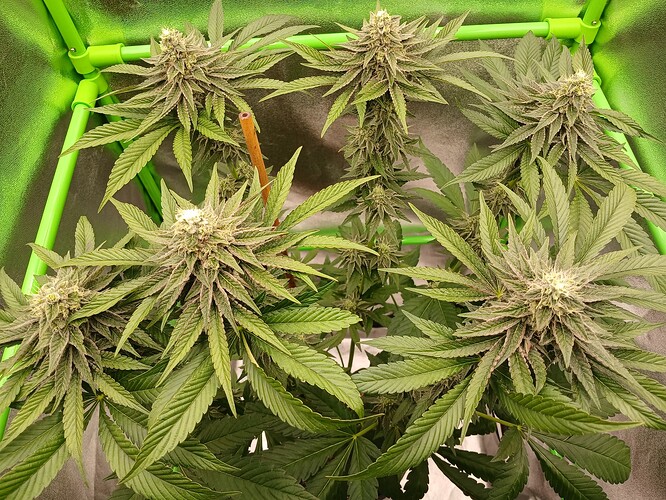 Growreport Bild 20