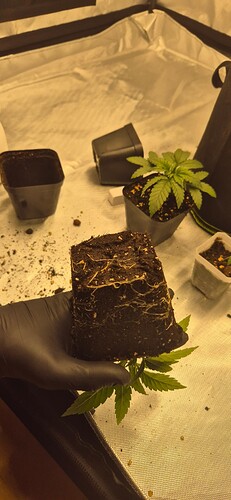 Growreport Bild 27