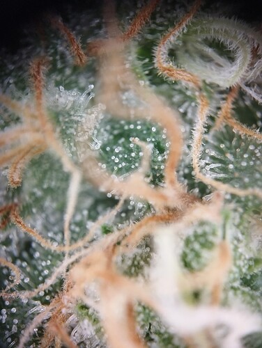 IMG_20250303_163541 - Kopie