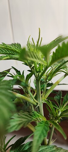 Growreport Bild 3