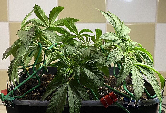 Growreport Bild 36