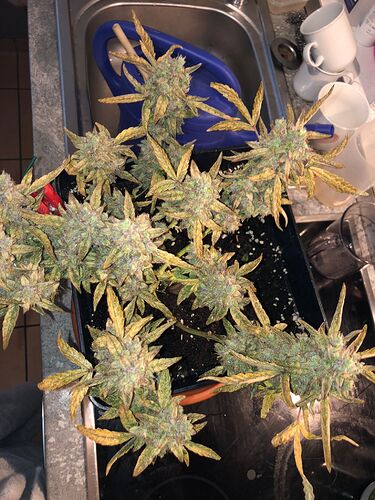 Growreport Bild 4