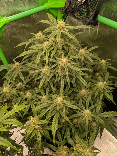 Growreport Bild 1