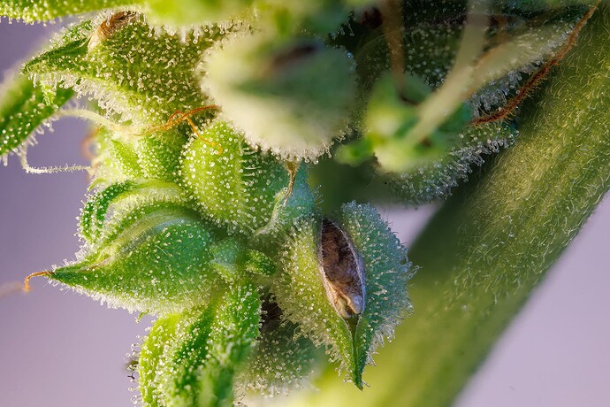 Growreport Bild 6