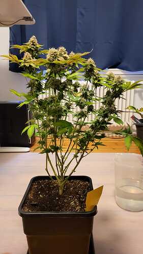 Growreport Bild 16