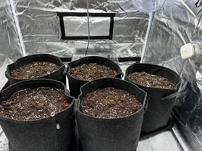 #1 Grow Report Beendet // Organic // 4 Sorten: NL, S-ZZ, SQ, Critical // 300w // 15l Topf