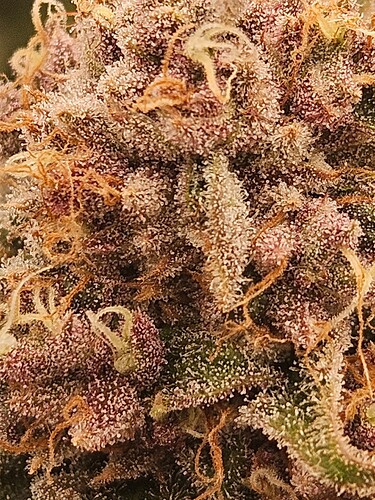 Growreport Bild 7