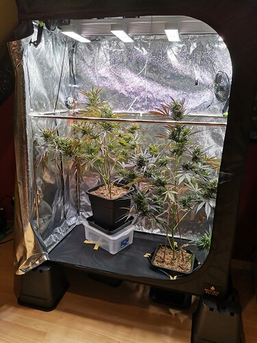 Green Gelato im Zelt 2024 (3)