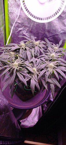 Growreport Bild 8