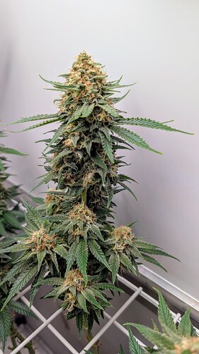 Growreport Bild 25