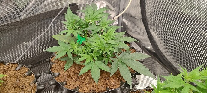 IMG_20251003_221907363_HDR