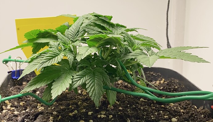 Growreport Bild 30