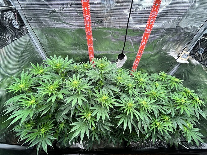 Zwei Cannabis-Pflanzen in einem Growzelt mit Messlatten und Hygrometer.
