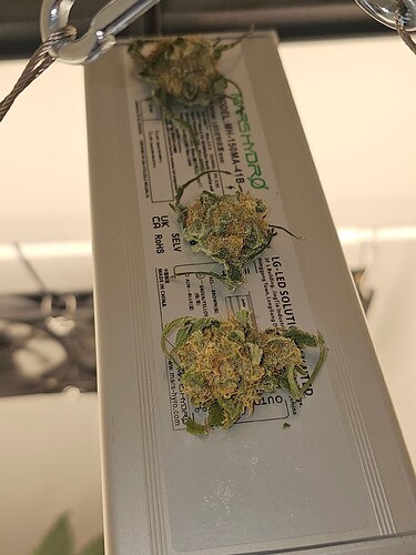 Growreport Bild 52