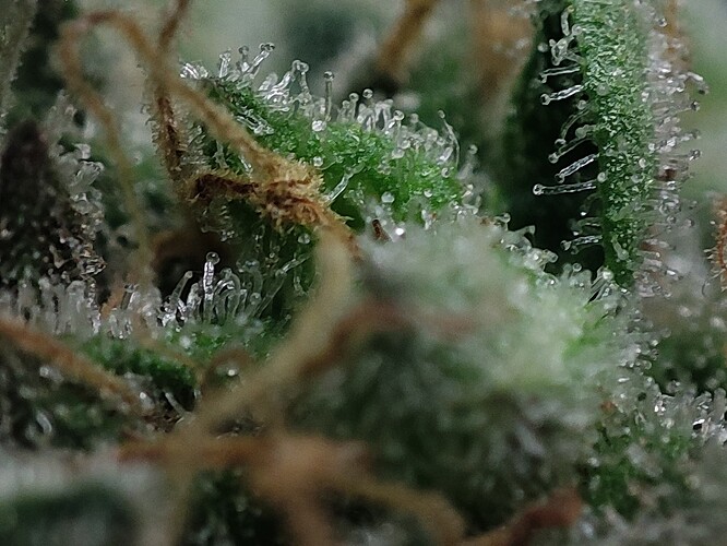 Growreport Bild 55