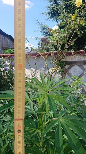 DD 1,88m