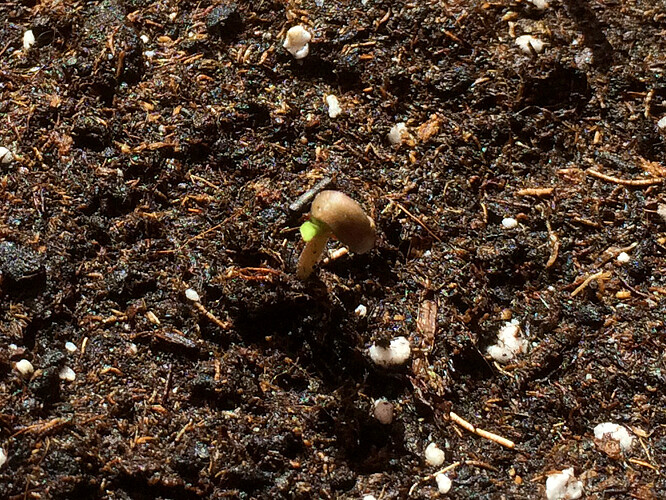Grow26070801
