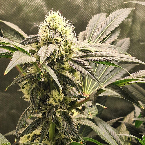 Growreport Bild 7