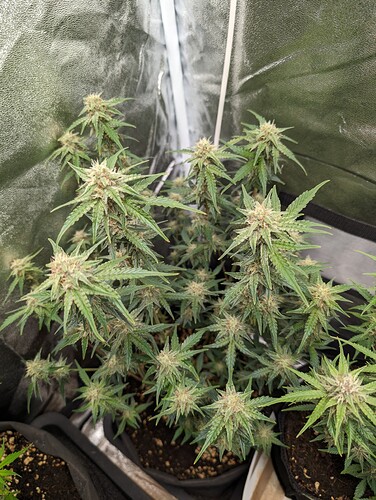 Growreport Bild 9