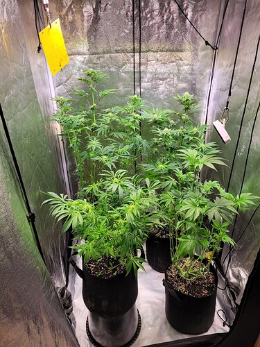 Growreport Bild 1