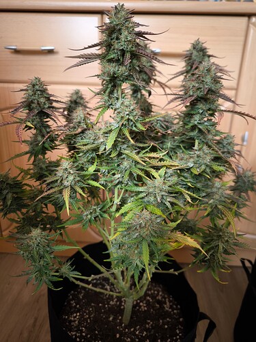 Growreport Bild 2