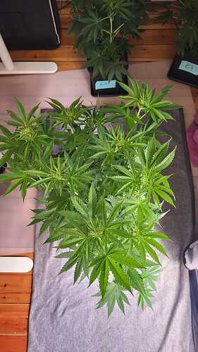 Growreport Bild 8
