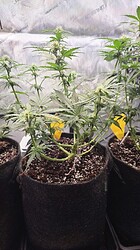 Growreport Bild 43